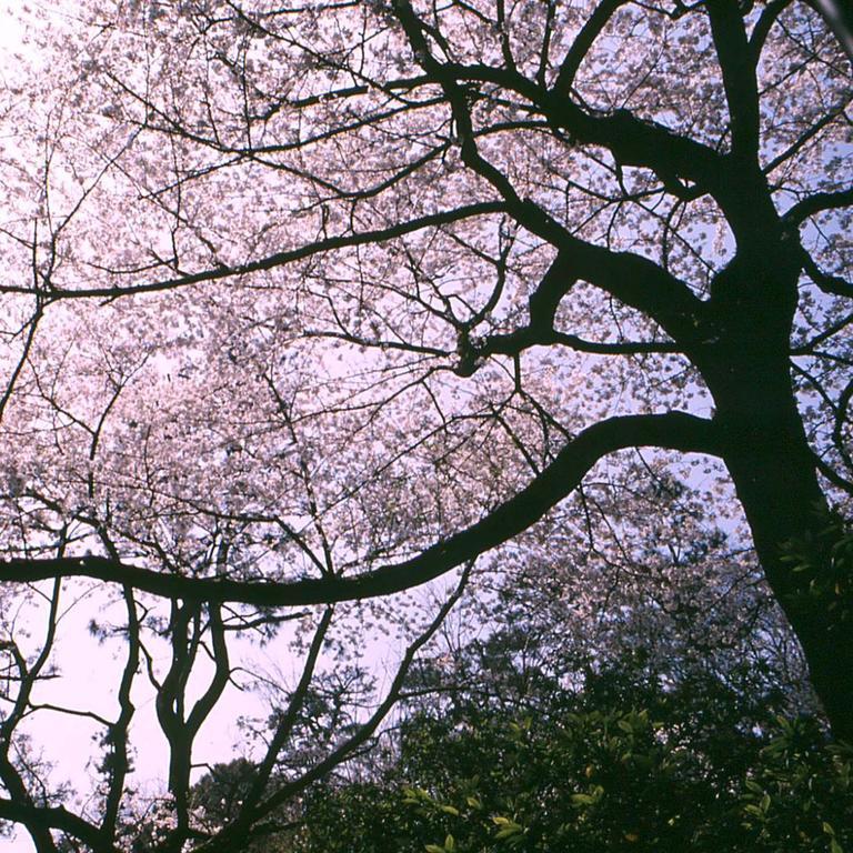 Marriott Tokio